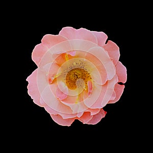 Cut out flower on isolated background with clipping path