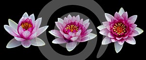 Cut out flower on isolated background with clipping path