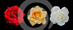 Cut out flower on isolated background with clipping path