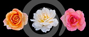 Cut out flower on isolated background with clipping path
