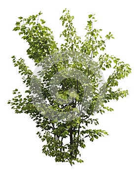 Cut out foliage. Branches of green bush