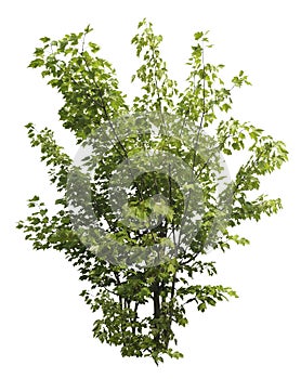Cut out foliage. Branches of green bush photo
