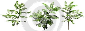 Cut out foliage. Branches of green plant