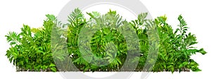 Cut out foliage. Bush of fern plant