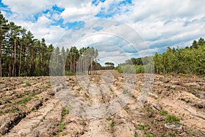 Cut out forest in the sun