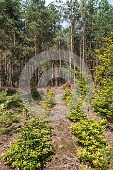 Cut out forest in the sun