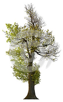 Cut out green tree. Tree in summer isolated