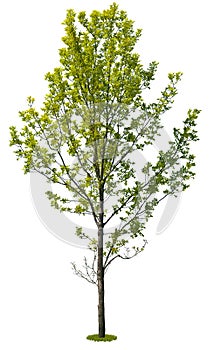 Cut out green tree. Tree in summer isolated