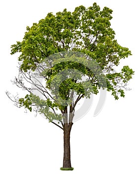 Cut out green tree. Tree in summer isolated