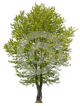 Cut out green tree. Tree in summer isolated