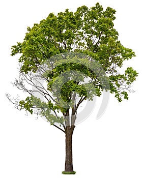 Cut out green tree. Tree in summer isolated photo