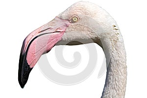 Cut out head of Greater Flamingo isolated against white