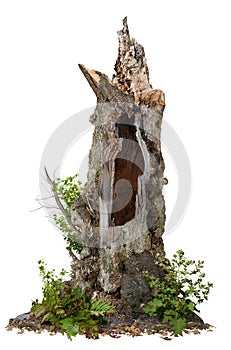 Cut out hollow tree stump. Ancient tree