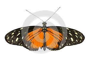 Cut out image of a longwing butterfly