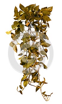 Cut out ivy plant. Tropical vegetation