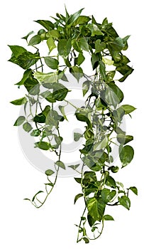 Cut out ivy plant. Tropical vegetation