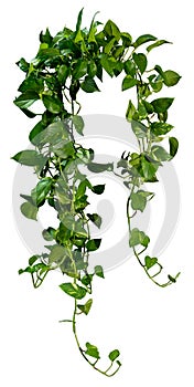 Cut out ivy plant. Tropical vegetation