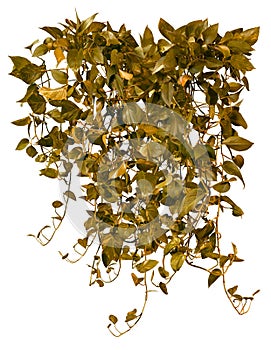 Cut out ivy plant. Tropical vegetation