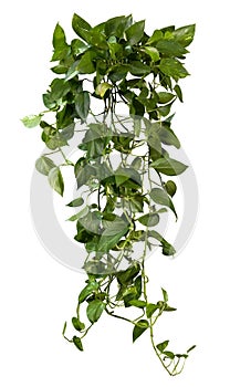 Cut out ivy plant. Tropical vegetation