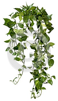 Cut out ivy plant. Tropical vegetation photo