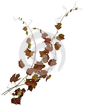 Cut out ivy plant. Wine plant in autumn