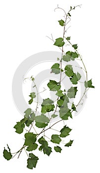 Cut out ivy plant. Wine plant in summer