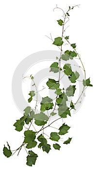 Cut out ivy plant. Wine plant in summer photo