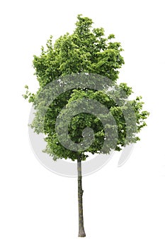 Cut out Maple Tree, isolated on white background