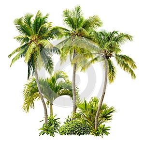 Cut out palm grove. Palm tree isolated on white background