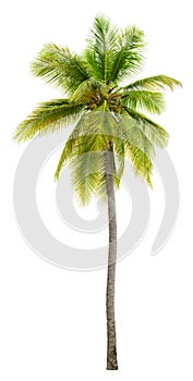 Cut out palm tree. Beach tree.