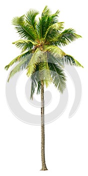 Cut out palm tree. Beach tree.