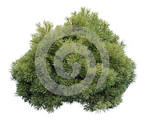 Cut out Pine shrub with clipping path