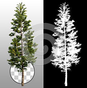 Cut out pine tree