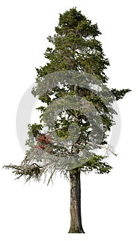 Cut out pine tree. Spruce isolated