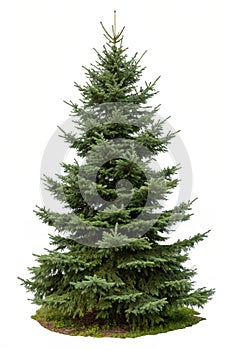 Cut Out Pine Tree, Spruce Isolated
