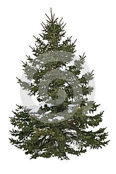 Cut out pine tree in winter. Snowy tree