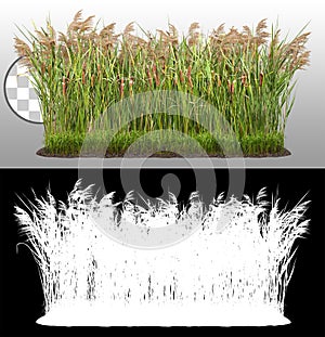 Cut out plant. Reed grass