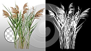 Cut out reed grass