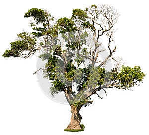 Cut out savannah tree. Ancient tree