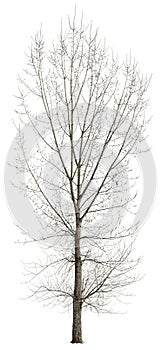 Cut out tree. Bare tree without leaves.