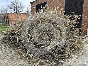 Cut-out tree in the city street