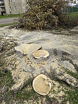 Cut-out tree in the city street