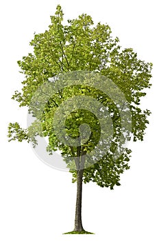 Cut out Tree. Green tree in summer isolated