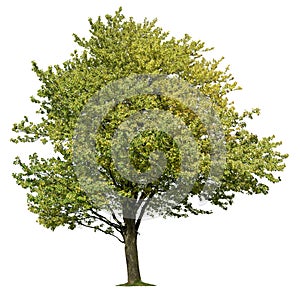 Cut out Tree. Green tree in summer isolated