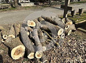 Cut-out tree in the public cemetery