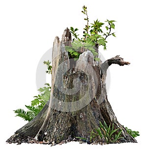 Cut out tree stump. Broken tree with green foliage