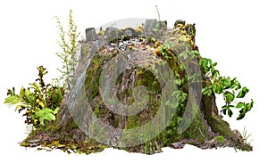 Cut out tree stump. Mossy trunk