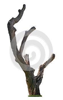 Cut out tree trunk. Pruned tree