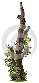 Cut out tree trunk. Pruned tree surrounded with green foliage