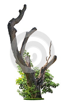 Cut out tree trunk. Pruned tree surrounded with green foliage